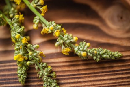 Photo for Twigs Verbascum nigrum, on a wooden table. - Royalty Free Image