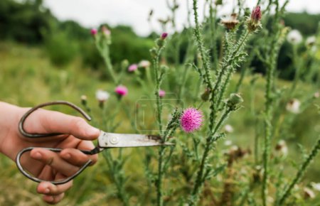 Photo for Carduus acanthoides, spiny plumeless thistle, welted thistle, or plumeless thistle a hand with vintage scissors pruning a flower in the summer in a meadow. Collection of medicinal herbs for herbalists - Royalty Free Image