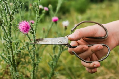 Téléchargez les photos : Carduus acanthoides, spiny plumeless thistle, welted thistle, or plumeless thistle a hand with vintage scissors pruning a flower in the summer in a meadow. Collection of medicinal herbs for herbalists - en image libre de droit