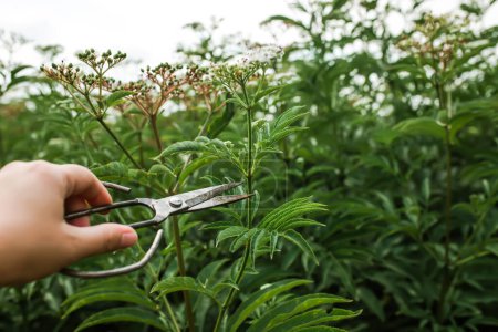Téléchargez les photos : Sambucus ebulus, danewort, dane weed, danesblood thickets hand with vintage scissors pruning a flower in the summer in a meadow.. Flowering white inflorescences with green berries against the - en image libre de droit