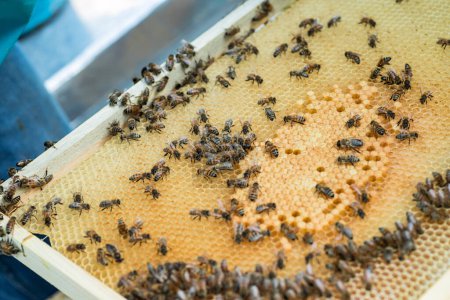 Photo for Beekeeper looks for selected breeder queen on combframe with sealed brood. water-carrying bee on wooden frame. green honey and sealed brood - Royalty Free Image