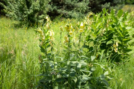 Photo for Digitalis grandiflora, yellow foxglove, big-flowered foxglove, or large yellow foxglove medicinal plant in meadow used in the treatment of heart disease. - Royalty Free Image