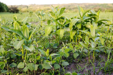 Photo for Weed Control in Soybeans. asclepias on the field with young soybeans. Lambsquarters soy sprouts on an unencidesed without herbicidefield. weed cover is present on agricultural fields - Royalty Free Image