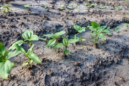 Photo for Sunflower sprouts growing out from soil on a farmy organic field. Industrial cultivation of sunflowers in warm regions for oil production, poultry feed, - Royalty Free Image
