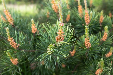 Photo for Young green bump on branches of pine growing in forest. Male cones of a pine. Collect pine shoots during growth period for cooking broths. Using pine parts in cosmetics and medicine. - Royalty Free Image