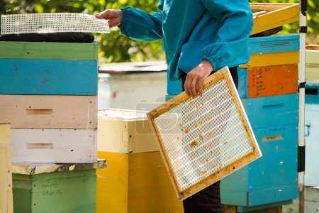 Installing queen excluder in hives on apiary
