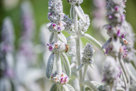 Photo for Honeybees collect nectar and pollen from Stachys byzantina, lambs-ear, woolly hedgenettle, Stachys lanata, olympica fluffy white plants with purple flowers on flowerbed in garden near apiary. - Royalty Free Image