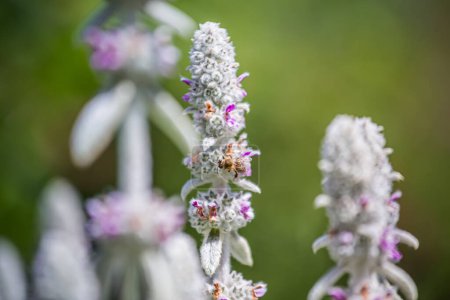 Photo for Honeybees collect nectar and pollen from Stachys byzantina, lambs-ear, woolly hedgenettle, Stachys lanata, olympica fluffy white plants with purple flowers on flowerbed in garden near apiary. - Royalty Free Image