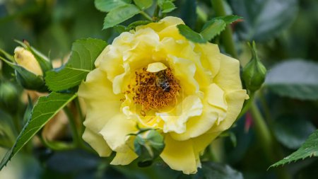 Foto de La abeja colecciona polen de la rosa amarilla. Abeja, Apis mellifera cerca de pistilo rosa. Recoger el polen de rosas de jardín. insecto se sienta en pétalos de rosa como perro rosa en el jardín en cama de flores. - Imagen libre de derechos