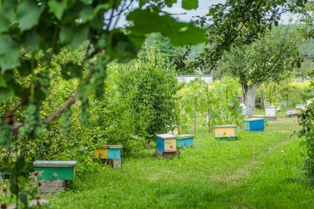 Foto de Nuc hive in garden on green grass. Beekeeping and queenbee-breeding for artificial insemination. Breeding for mated queen and virgin queen - Imagen libre de derechos