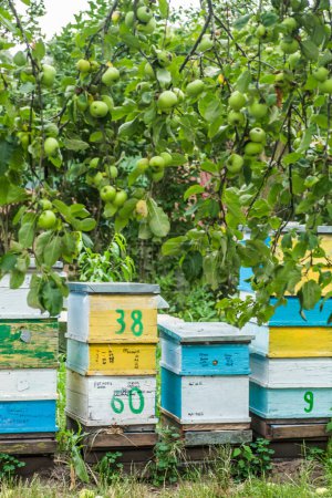 Téléchargez les photos : Nombre de ruches sur fond de branches de pommiers aux pommes vertes. Paseka aux abeilles mellifères dans le jardin. - en image libre de droit