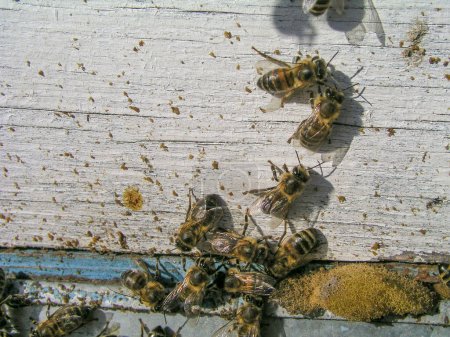 Photo for Bee excrement on hive. Spring flyby of honeybees. Spring on apiary. Bees on dirty wooden hive - Royalty Free Image