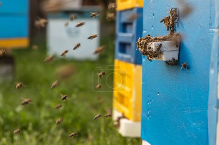 Photo for Incredible depiction of the life of bees in an apiary, showing their labor and dedication to produce honey in a wooden hive - Royalty Free Image