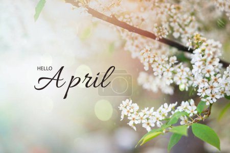 Photo for Details of nature expressing the joy of the arrival of spring - green branches of Prunus padus, bird cherry, hackberry, hagberry, or Mayday tree and the inscription "Hello April" - Royalty Free Image