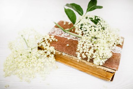 Téléchargez les photos : Spiritual travels with a book of self-care spells with recipes for spa salons made of elderberry juice. Elderberry flowers on a white wooden background near a vintage book. - en image libre de droit