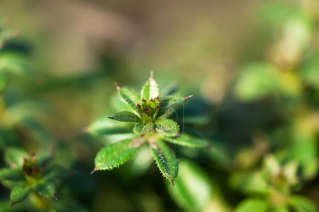 Foto de Galium aparine cleavers, catchweed, stickyweed, robin-run-the-hedge, sticky willy, sticky willow, stickeljack, and grip grass use in traditional medicine for treatment. Soft focus. Film grain. - Imagen libre de derechos