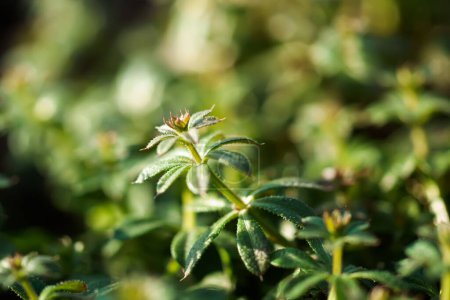 Foto de Galium aparine cleavers, catchweed, stickyweed, robin-run-the-hedge, sticky willy, sticky willow, stickeljack, and grip grass use in traditional medicine for treatment. Soft focus. Film grain. - Imagen libre de derechos