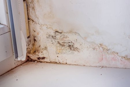 Photo for Mold on slopes near window made of metal-plastic construction. Fungus on white surface of the wall in Inside house - Royalty Free Image