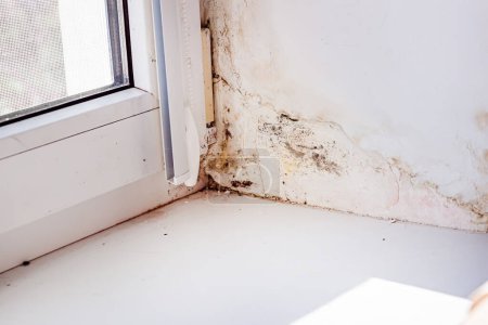 Photo for Mold on slopes near window made of metal-plastic construction. Poorly installed windows. High humidity near windows in house - Royalty Free Image