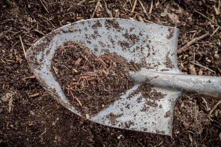 Téléchargez les photos : Pelle régulière avec du compost frais. Transformation des déchets organiques en compost destiné à être utilisé comme engrais dans le jardin. - en image libre de droit