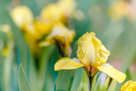 Téléchargez les photos : Fleur d'iris jaune en pleine floraison avec un magnifique fond d'autres fleurs colorées. - en image libre de droit