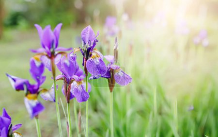 Photo for Japanese iris flowers in shades of blue, purple, and white growing in a serene park landscape - Royalty Free Image