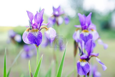 Téléchargez les photos : Arrangement floral romantique de fleurs d'iris violet et de feuilles vertes sur un fond de parc. - en image libre de droit