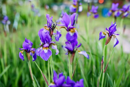 Téléchargez les photos : Délicats pétales d'une fleur d'iris violet en pleine floraison. soleil chaud de l'été. - en image libre de droit