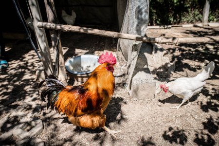 Photo for A beautiful rooster in the hen house among the hens. Breeding poultry on a farm outside. Rural scene - Royalty Free Image