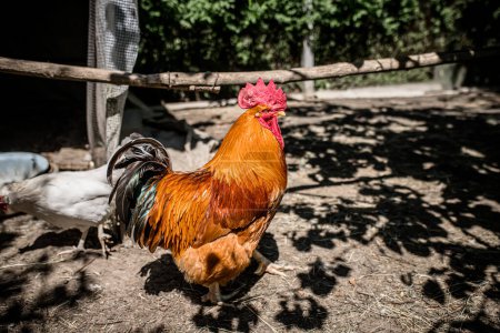Photo for Countryside. A beautiful red rooster in a chicken coop at noon in the shade. - Royalty Free Image