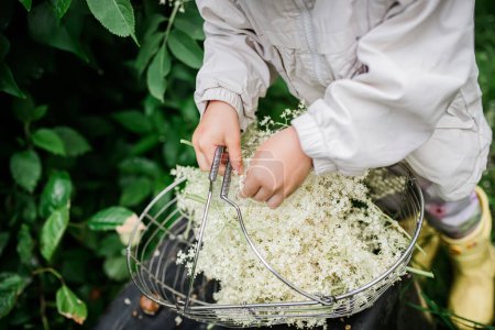 Foto de The hands of a child plucking elderflowers from bushes in the summer. Collection of ingredients for a refreshing drink or medicines of non-traditional phytomedicine. - Imagen libre de derechos
