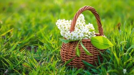 Still life of bird cherry in basket against sky. bouquet flowers on background of green grass. Background for greeting card with beginning of spring, March 8 or Valentines Day
