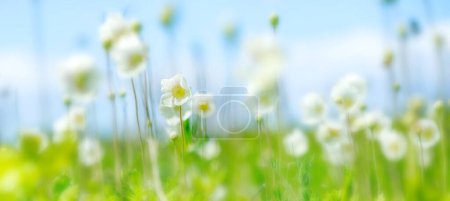 Anemonoides nemorosa, wood anemone, windflower, thimbleweed, and smell fox in meadow against sky. flower in bloom, springtime flowering bunch of wild plants. Soft focus