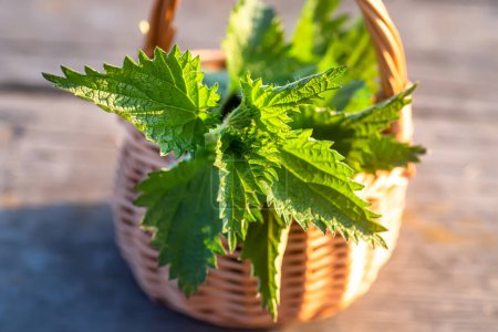 Photo for Fresh nettles. Basket with freshly harvested nettle plant. Urtica dioica, often called common nettle, stinging nettle, or nettle leaf. first spring vitamins. Ingredient of vitamin salad. - Royalty Free Image