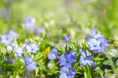 Close-up of a vibrant purple periwinkle blossom, radiating natural beauty and botanical charm