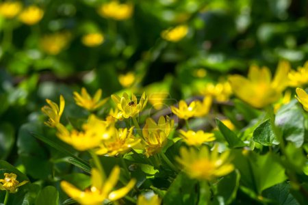 Foto de Flores amarillas Caltha palustris, conocido como pantano-caléndula y kingcup. Planta de desgarro de manos para tratar quemaduras y heridas. - Imagen libre de derechos