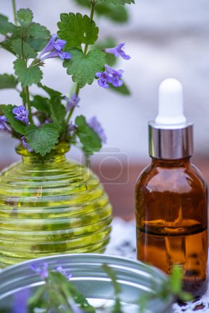 Photo for Glechoma hederacea, alehoof, tunhoof, catsfoot, field balm, and run-away-robin, creeping jennyfresh flowers in the office of a cosmetologist or herbalist - Royalty Free Image
