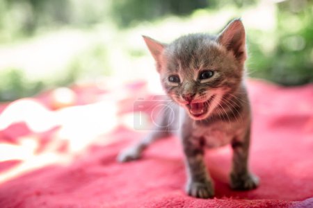 Téléchargez les photos : Un petit chaton de 1 mois effrayé crie la bouche ouverte - en image libre de droit