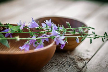 Foto de Campanula rotundifolia florece en exhibición, utilizado en remedios herbarios tradicionales para la terapéutica. - Imagen libre de derechos