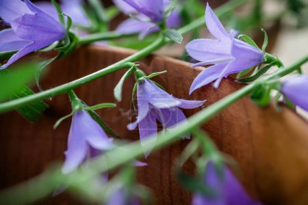 Foto de Campanula rotundifolia florece, un elemento básico en la curación no convencional, exhibido en madera rústica - Imagen libre de derechos