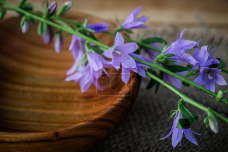 Foto de Curación alternativa con flores de Campanula rotundifolia descansando sobre un plato de madera. - Imagen libre de derechos