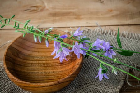 Photo for Campanula rotundifolia petals, cherished in non-traditional medicine, grace a wooden platter. - Royalty Free Image