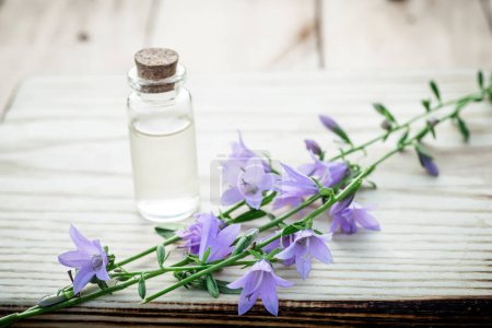 Photo for Campanula rotundifolia: a natural remedy, artistically arranged on rustic wood and a tincture of flowers for use by the herbalist in an alternative treatment. - Royalty Free Image