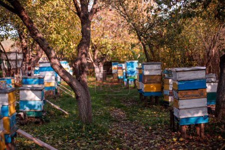 Téléchargez les photos : Rucher d'automne avec ruches multiples. Entretien essentiel des ruches d'automne pour l'hiver à venir. guides apicoles. - en image libre de droit