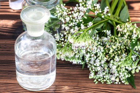 Photo for Glass jar with cut plant parts Fresh Valeriana officinalis flowers close up. Preparation of medicinal herbs for drying and production of elexirs and infusions. - Royalty Free Image