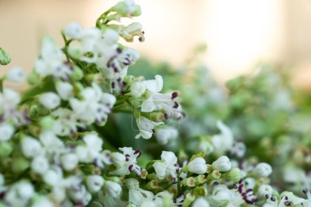 Photo for Fresh Valeriana officinalis flowers close up. Beautiful white flowers macro photo - Royalty Free Image