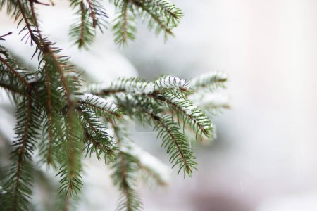Photo for Beautiful Winter Background. Scenic Wintertime Wallpaper. Snow-covered fir tree branches close up outdoors with selective focus. - Royalty Free Image
