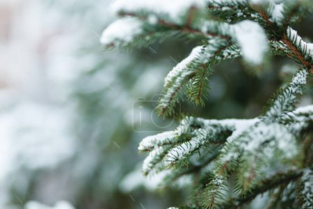 Photo for Beautiful Winter Background. Scenic Wintertime Wallpaper. Snow-covered fir tree branches close up outdoors with selective focus. Nature Wide screen Web banner with copy space - Royalty Free Image