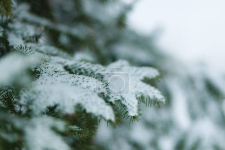 Photo for Beautiful Winter Background. Scenic Wintertime Wallpaper. Snow-covered fir tree branches close up outdoors with selective focus. Nature Wide screen Web banner with copy space - Royalty Free Image