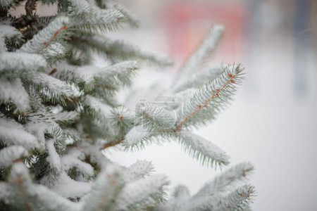 Photo for Snow-covered Christmas tree in city. landing of young firs. Poaching felling of firs Spruce treated with toxic chemicals. New Year's and Christmas. - Royalty Free Image